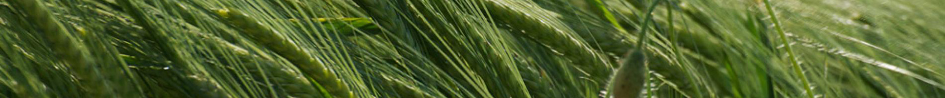 Nice image representing summer