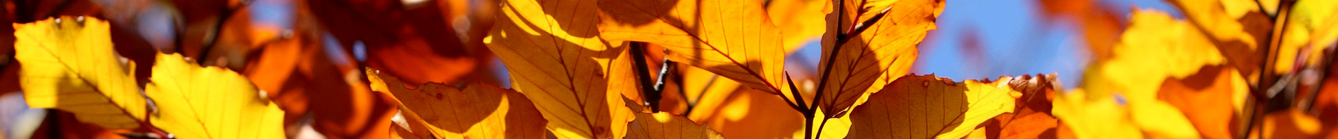 Nice image representing autumn