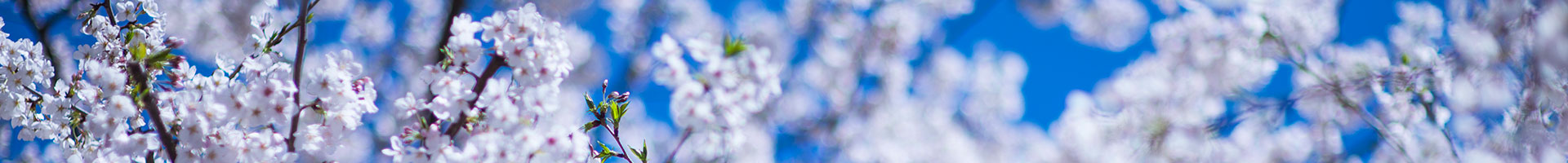 Nice image representing spring