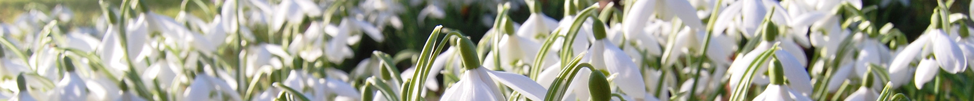 Nice image representing spring