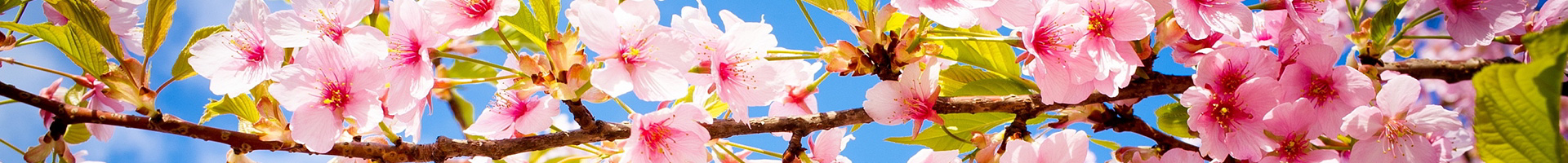 Nice image representing spring