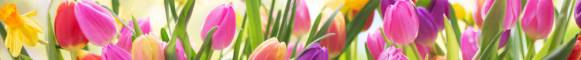 Nice image representing spring