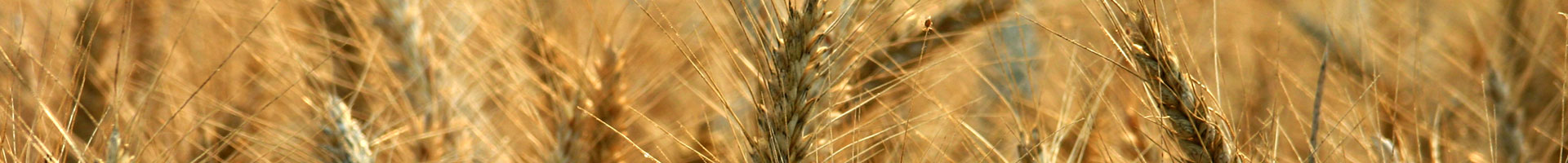 Nice image representing summer